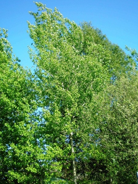 Pflanzenbild gross Zitter-Pappel - Populus tremula