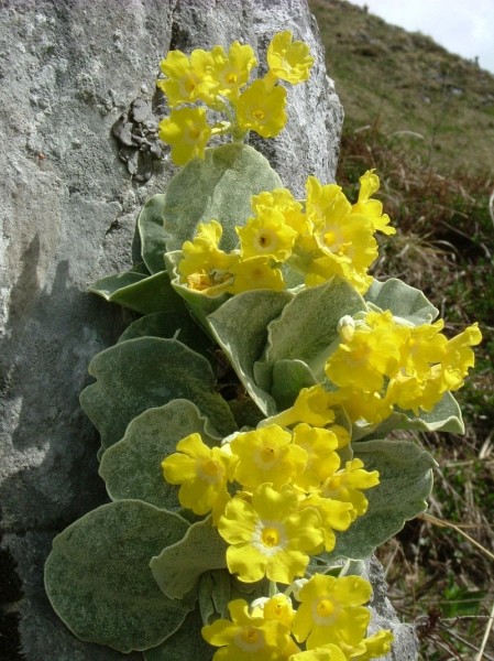 Pflanzenbild gross Aurikel - Primula auricula