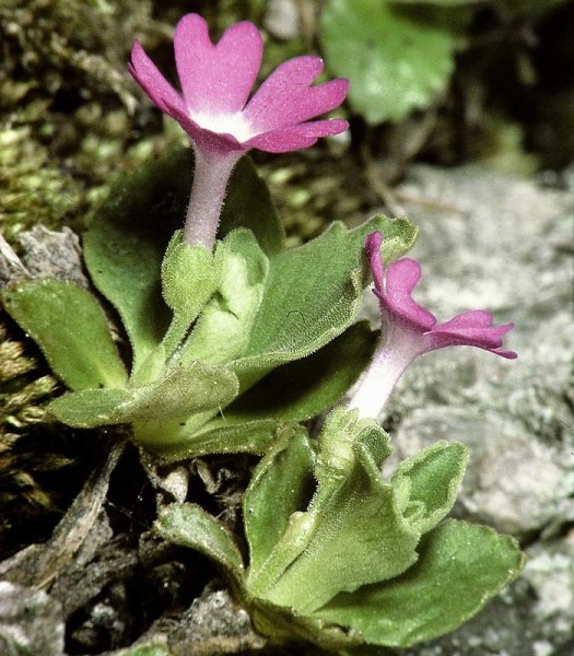 Pflanzenbild gross Rote Felsen-Primel - Primula hirsuta
