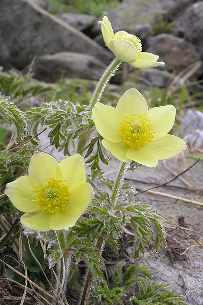 Pflanzenbild gross Schwefel-Anemone - Pulsatilla alpina subsp. apiifolia