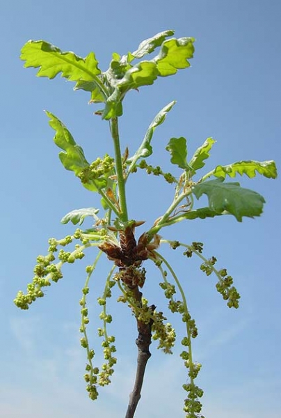 Pflanzenbild gross Flaum-Eiche - Quercus pubescens