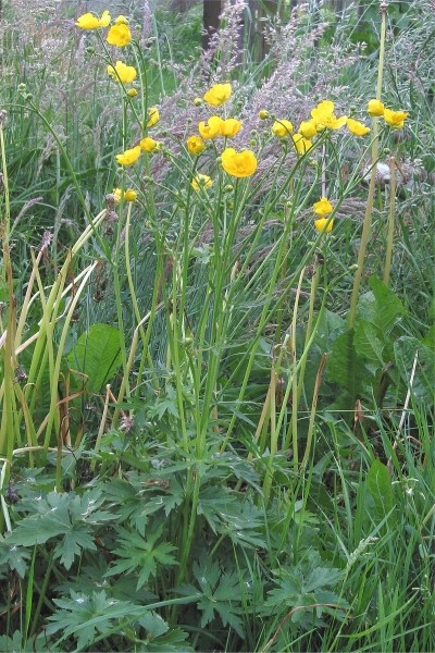 Pflanzenbild gross Scharfer Hahnenfuss - Ranunculus acris
