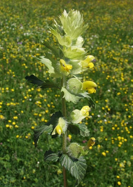 Pflanzenbild gross Zottiger Klappertopf - Rhinanthus alectorolophus