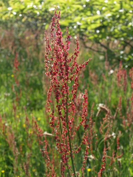 Pflanzenbild gross Wiesen-Sauerampfer - Rumex acetosa