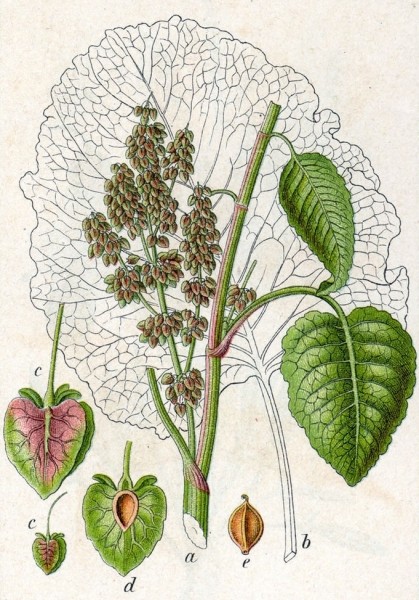 Pflanzenbild gross Alpen-Ampfer - Rumex alpinus