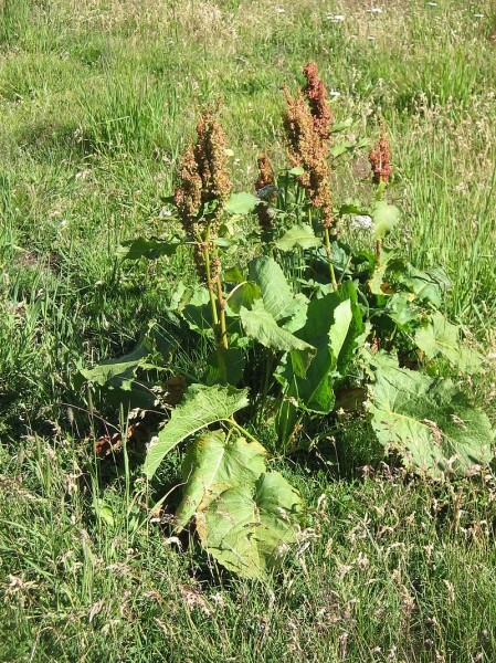 Pflanzenbild gross Alpen-Ampfer - Rumex alpinus