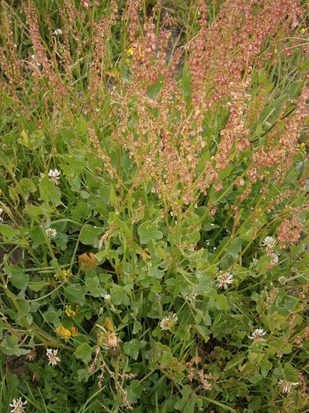 Pflanzenbild gross Schildblättriger Ampfer - Rumex scutatus