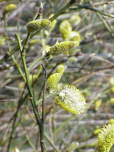 Pflanzenbild gross Sal-Weide - Salix caprea
