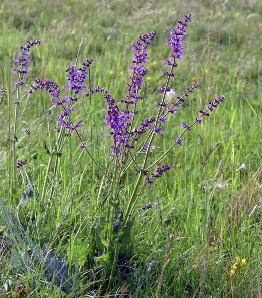Pflanzenbild gross Wiesen-Salbei - Salvia pratensis