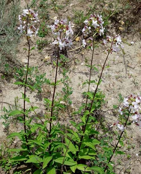 Pflanzenbild gross Echtes Seifenkraut - Saponaria officinalis
