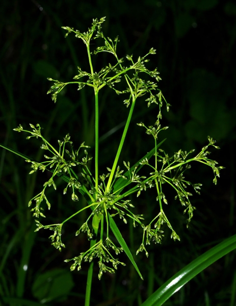 Pflanzenbild gross Waldbinse - Scirpus sylvaticus