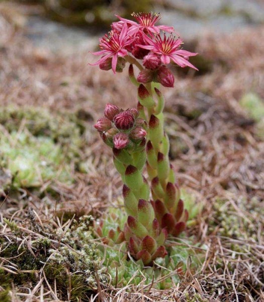 Pflanzenbild gross Spinnweb-Hauswurz - Sempervivum arachnoideum