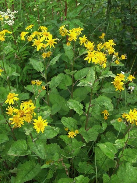 Pflanzenbild gross Alpen-Greiskraut - Senecio alpinus