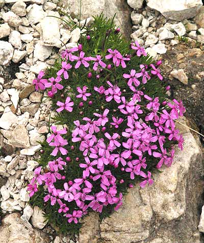 Pflanzenbild gross Kalk-Polsternelke - Silene acaulis