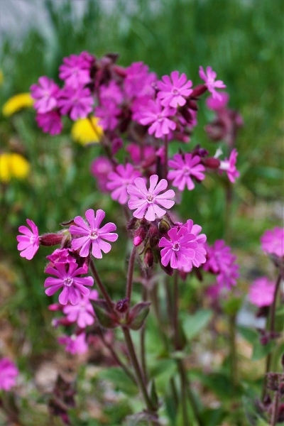 Pflanzenbild gross Rote Waldnelke - Silene dioica