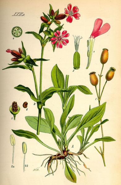 Pflanzenbild gross Rote Waldnelke - Silene dioica