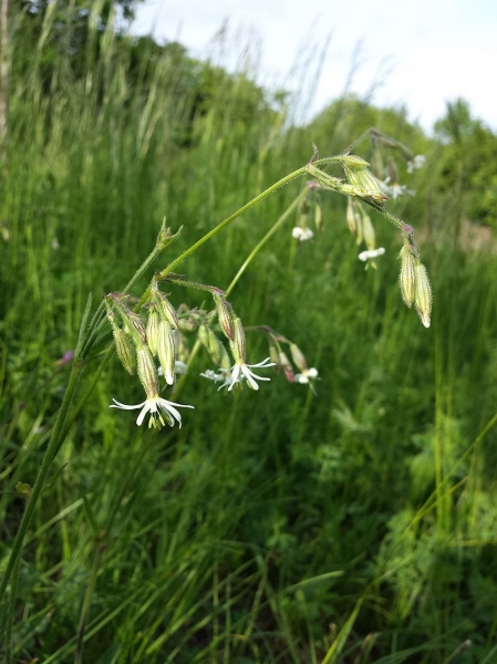 Pflanzenbild gross Nickendes Leimkraut - Silene nutans