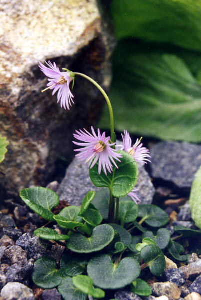 Pflanzenbild gross Grosses Alpenglöckchen - Soldanella alpina