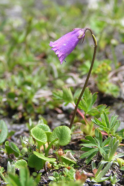 Pflanzenbild gross Kleines Alpenglöckchen - Soldanella pusilla