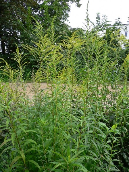 Pflanzenbild gross Kanadische Goldrute - Solidago canadensis