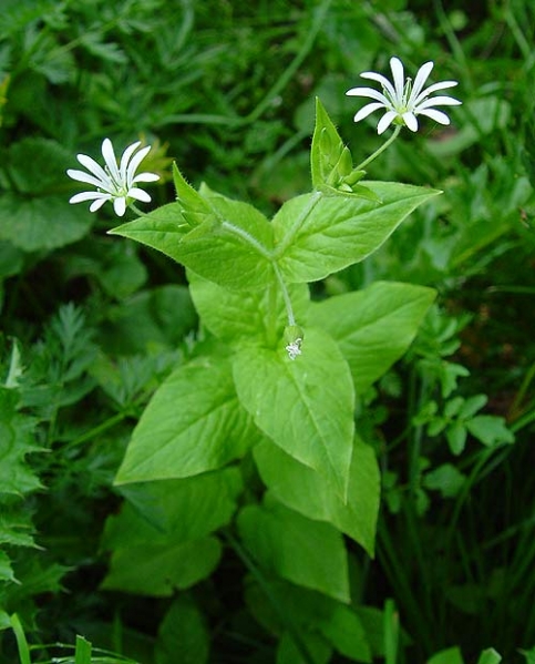 Pflanzenbild gross Hain-Sternmiere - Stellaria nemorum