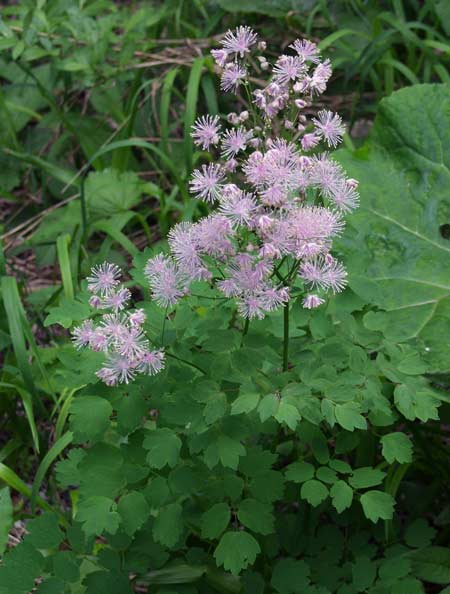 Pflanzenbild gross Akeleiblättrige Wiesenraute - Thalictrum aquilegiifolium