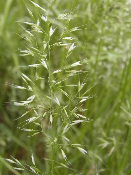 Pflanzenbild gross Wiesen-Goldhafer - Trisetum flavescens
