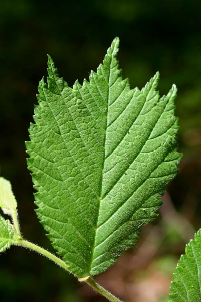 Pflanzenbild gross Berg-Ulme - Ulmus glabra
