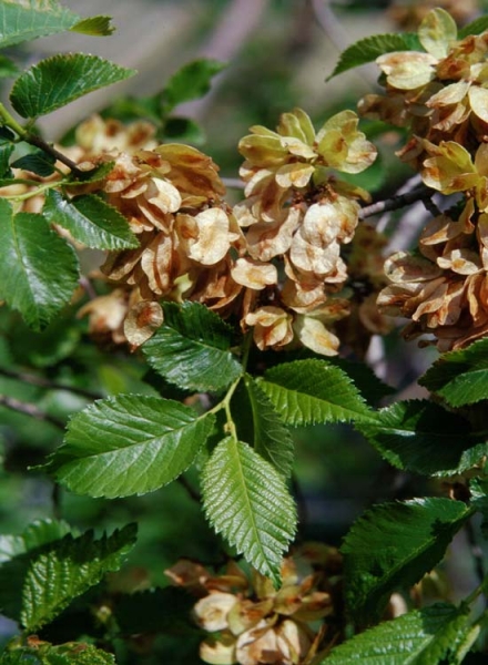Pflanzenbild gross Feld-Ulme - Ulmus minor