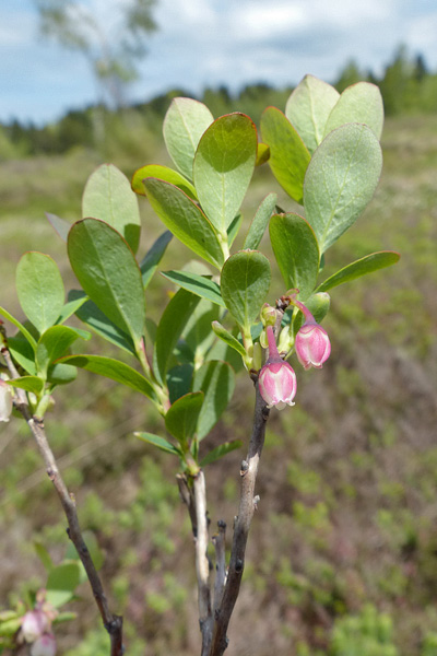Pflanzenbild gross Rauschbeere - Vaccinium uliginosum aggr.