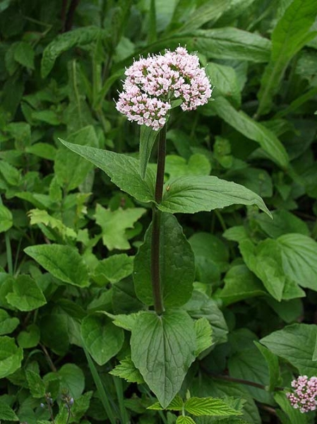 Pflanzenbild gross Berg-Baldrian - Valeriana montana