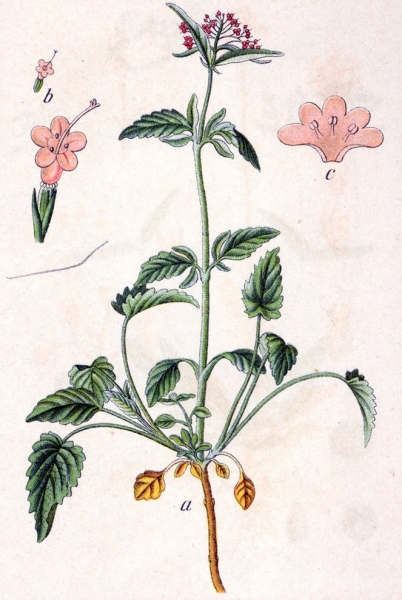 Pflanzenbild gross Dreiblatt-Baldrian - Valeriana tripteris