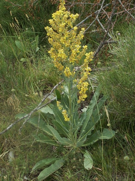 Pflanzenbild gross Lampen-Königskerze - Verbascum lychnitis