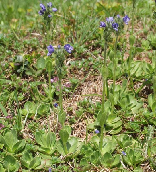 Pflanzenbild gross Masslieb-Ehrenpreis - Veronica bellidioides