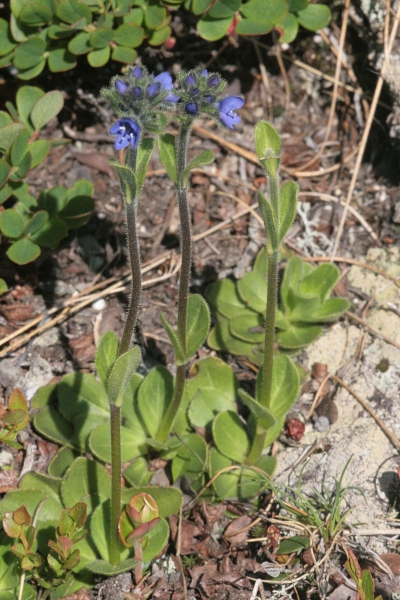 Pflanzenbild gross Masslieb-Ehrenpreis - Veronica bellidioides
