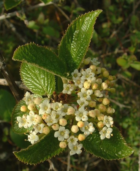 Pflanzenbild gross Wolliger Schneeball - Viburnum lantana