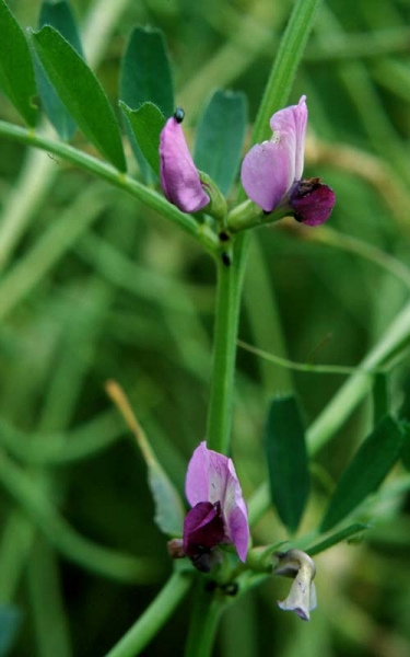 Pflanzenbild gross Futter-Wicke - Vicia sativa