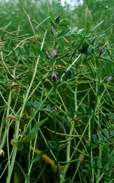 Pflanzenbild gross Futter-Wicke - Vicia sativa