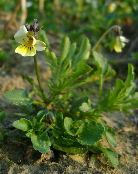 Pflanzenbild gross Acker-Stiefmütterchen - Viola arvensis