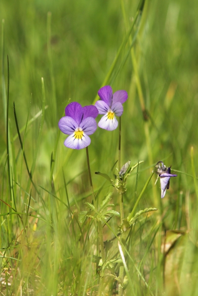 Pflanzenbild gross Gewöhnliches Feld-Stiefmütterchen - Viola tricolor