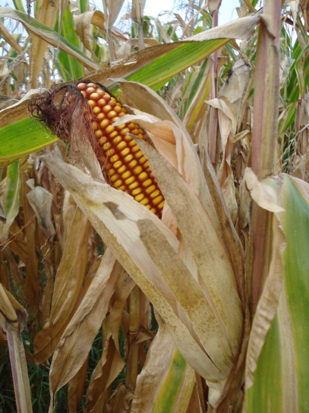 Pflanzenbild gross Mais - Zea mays