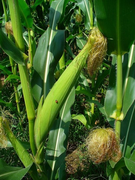 Pflanzenbild gross Mais - Zea mays