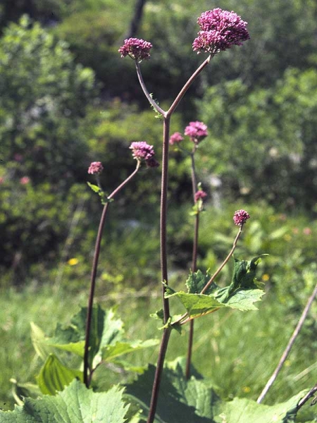 Pflanzenbild gross Grauer Alpendost - Adenostyles alliariae