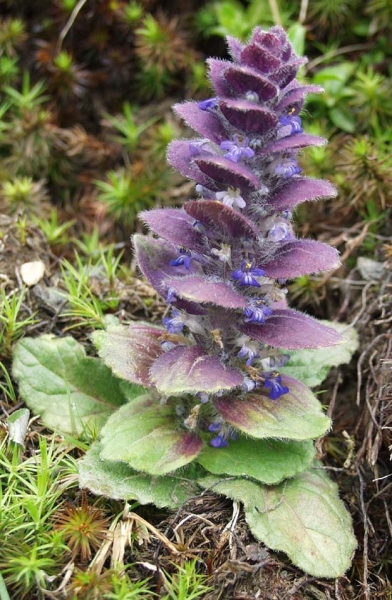 Pflanzenbild gross Pyramiden-Günsel - Ajuga pyramidalis