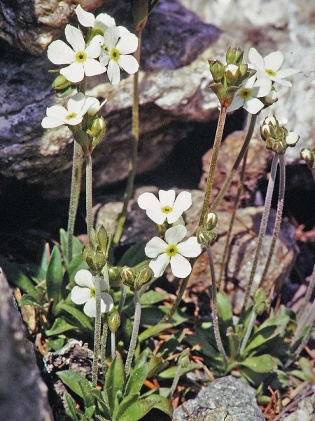 Pflanzenbild gross Stumpfblättriger Mannsschild - Androsace obtusifolia