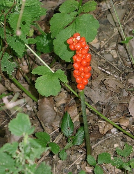 Pflanzenbild gross Gemeiner Aronstab - Arum maculatum