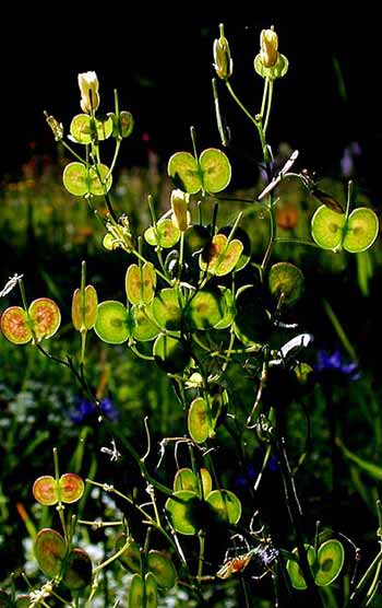 Pflanzenbild gross Glattes Brillenschötchen - Biscutella laevigata