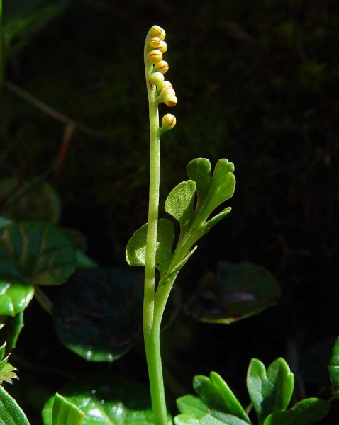Pflanzenbild gross Echte Mondraute - Botrychium lunaria