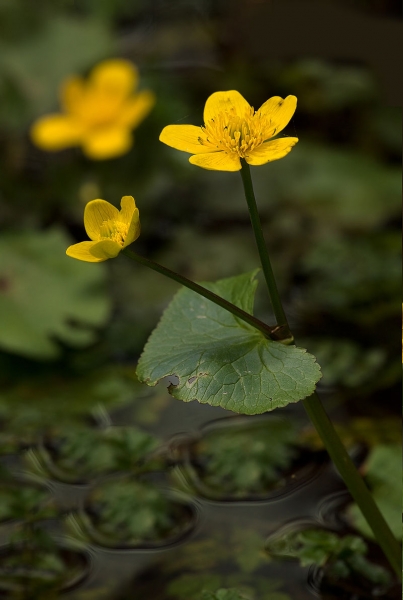 Pflanzenbild gross Sumpf-Dotterblume - Caltha palustris