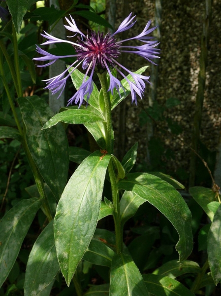 Pflanzenbild gross Berg-Flockenblume - Centaurea montana